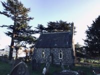 Deodar Cedar by the Chapel: Click to enlarge